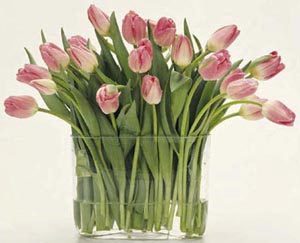 Tulpaner